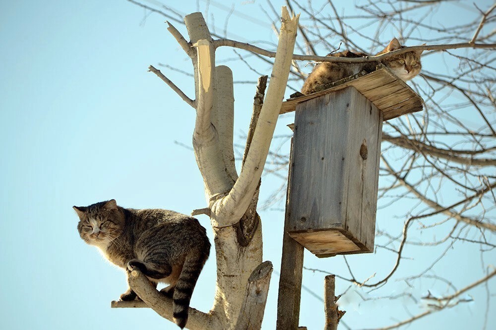 Коты прилетели картинки