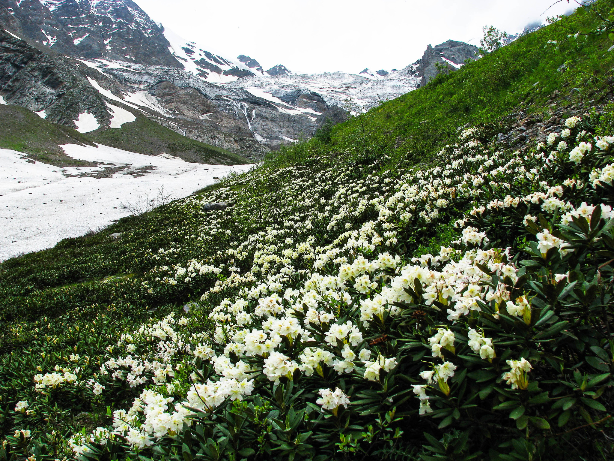 Горные цветы Северной Осетии Цейское ущелье