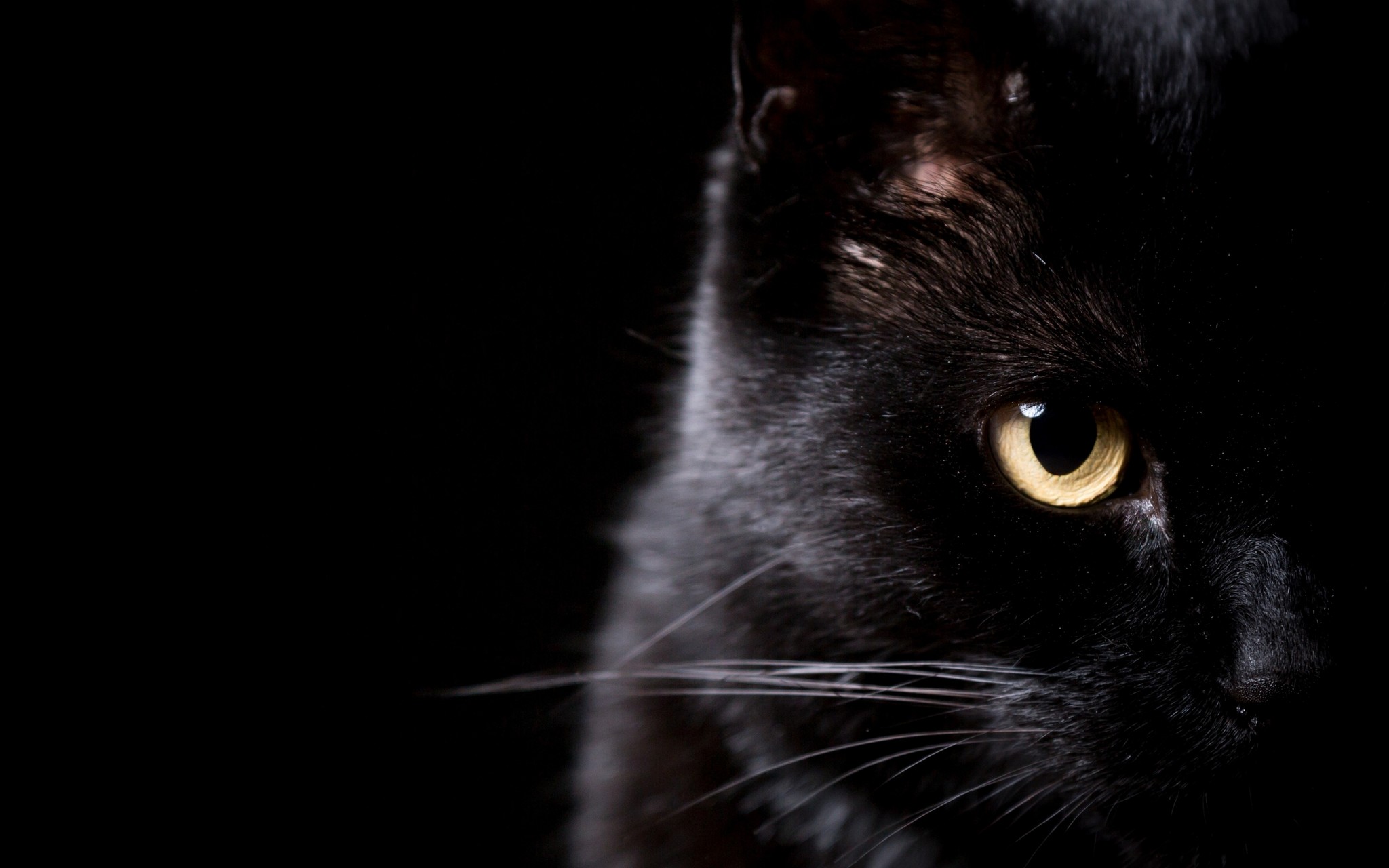 Черные коты на черном фоне