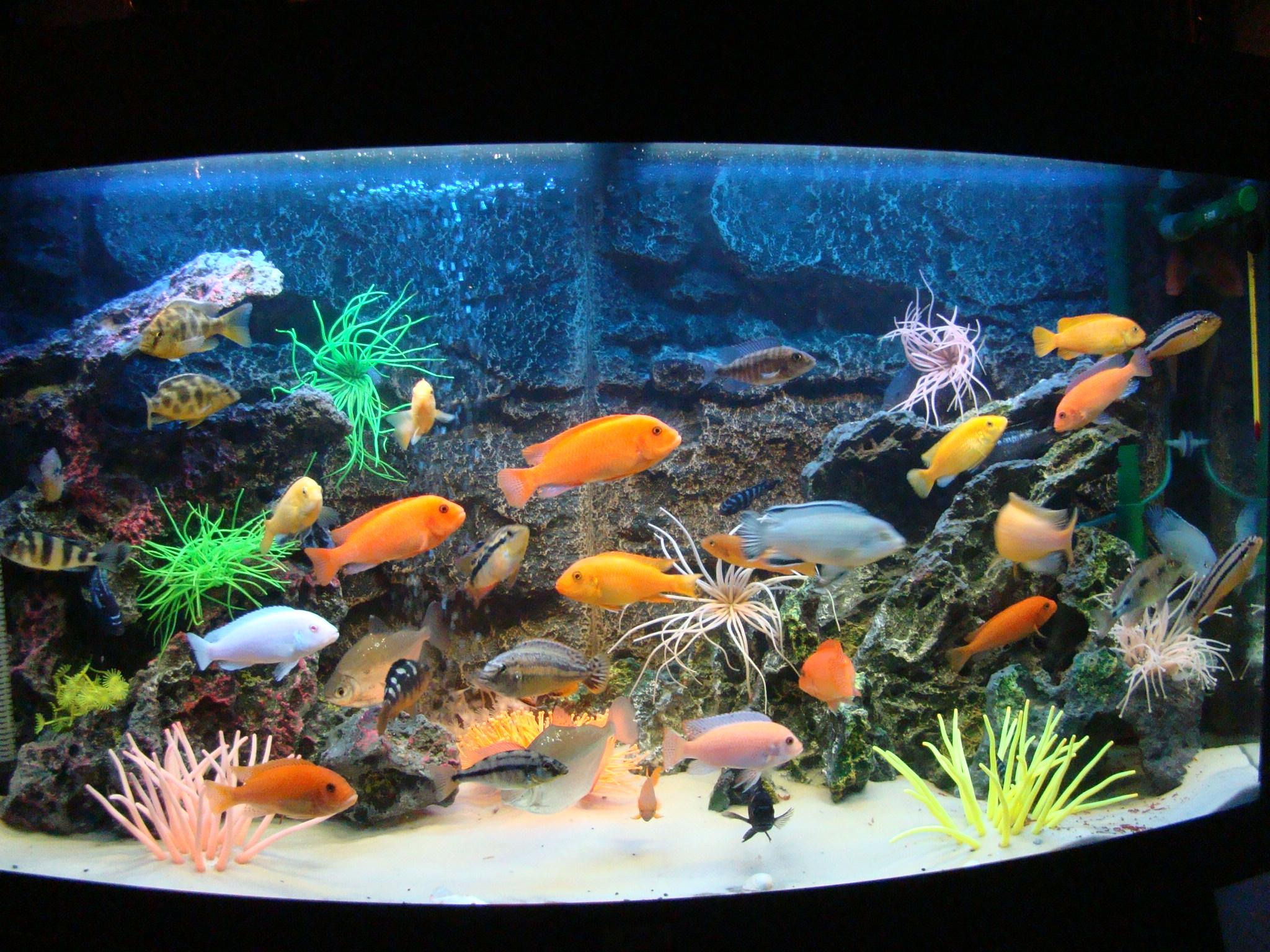 Разноцветные рыбки для аквариума
