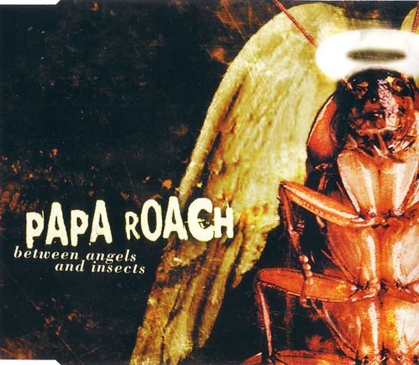 between angels and insects between angels and insects