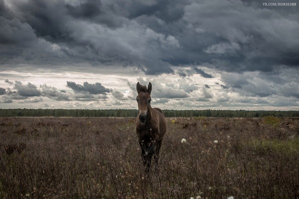 Жеребяш.

#horses #лошади #животные #animals #поле #осень #сентябрь #природа #луг #трава #Россия #Russia #Рязанская #Спасский #гнедой #конь #жеребец #жеребёнок #Жеребяш #Витязь #небо #взгляд #фас #фото #художественная #фотография #КТК #Верхом_по_Мещёре #село #Орехово