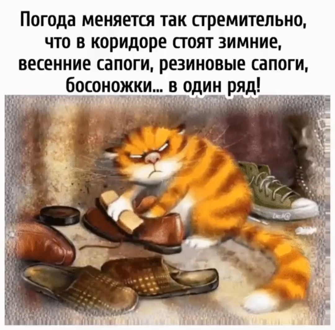 Кот чистит обувь картинка