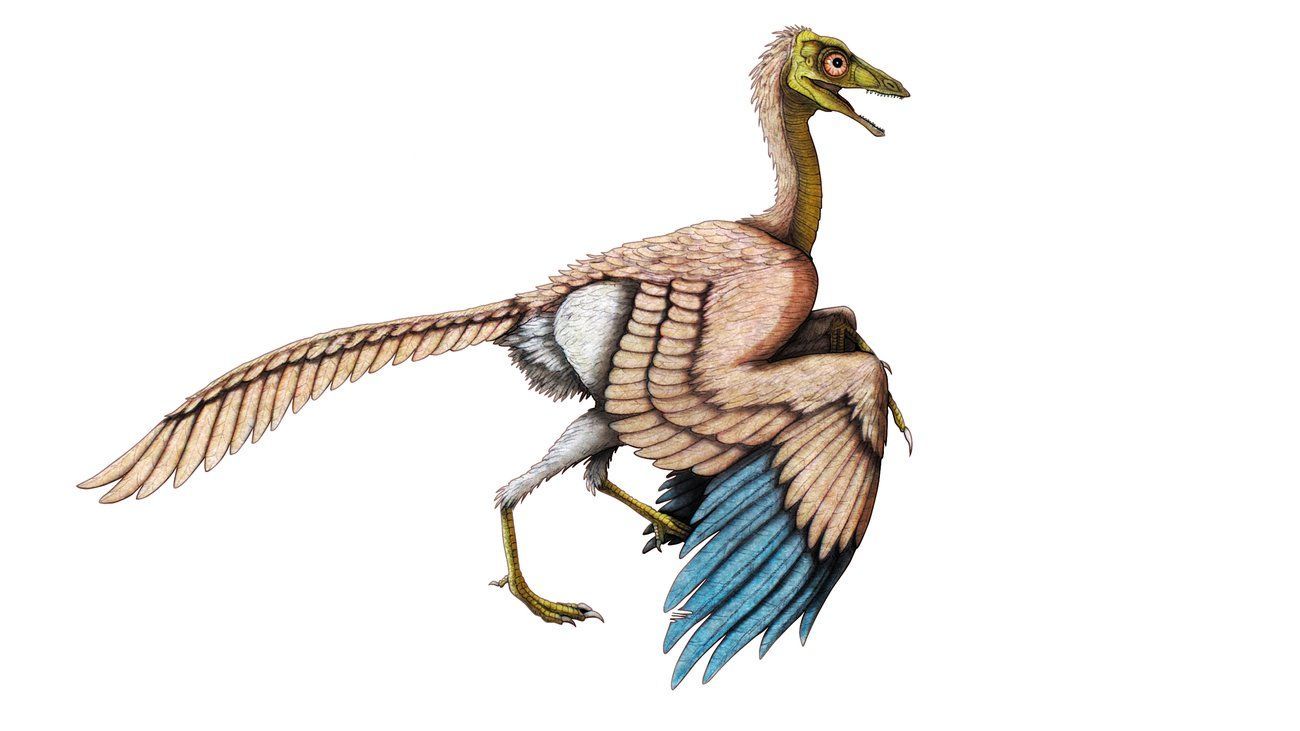 Птицы древних времен. Динозавр птица Археоптерикс. Археоптерикс Эволюция птиц. Археоптерикс мелового периода. Предок птиц Археоптерикс.