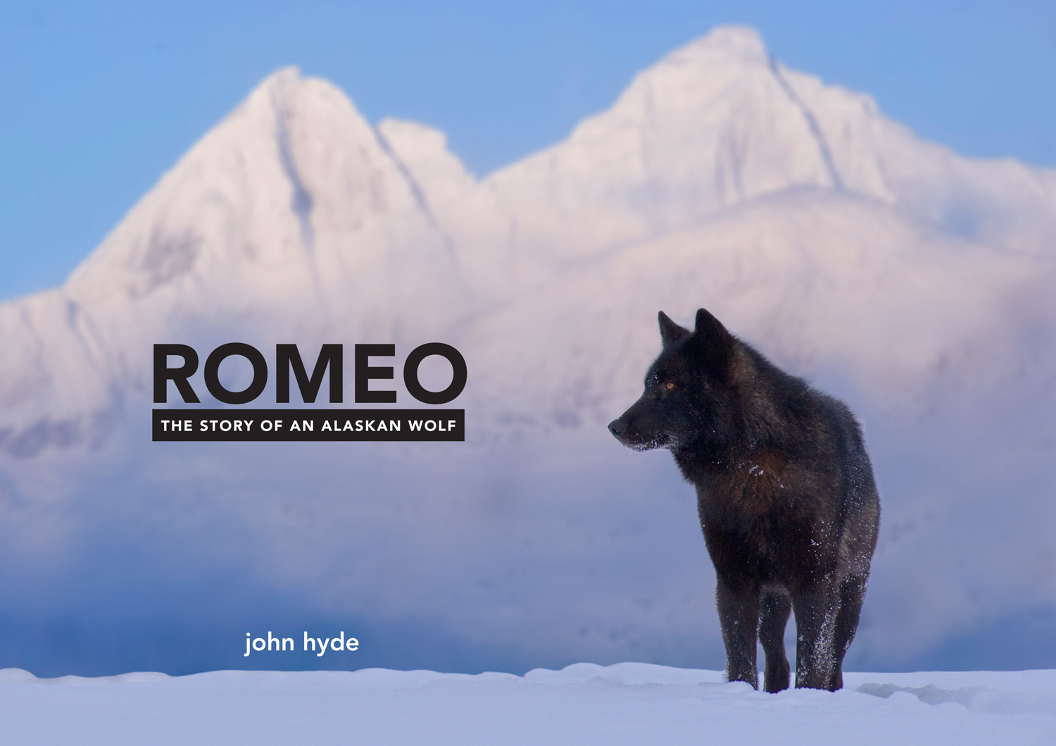 Волк Ромео на Аляске