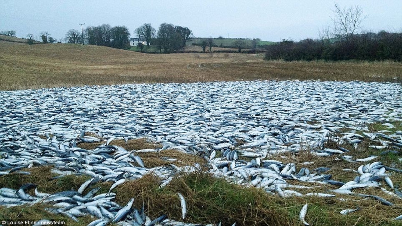 Дождь из рыбы. Дождь из рыбы в Гондурасе. Рыбный дождь в Гондурасе. Дождь из животных. Дождь из лягушек.