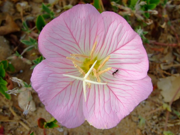 Энотера красивая, Ночная свеча, Ослинник
Oenothera speciosa
Семейство: Кипрейные / Ослинниковые (Onagraceae)
Происхождение: Америка (юг США)

Название  происходит от греческих слов «oinos» - вино и «ther» - дикий зверь. В старину считали, что дикие звери, понюхав растение, опрыснутое вином, настоенным на корне ослинника, становятся ручными. 
  
Народное название – ослинник энотера получила из-за сходства листьев с ушами осла. 
Еще энотеру называют вечерний свет, вечерняя звезда, ночная роза, так как ее цветки открываются чаще всего вечером и только на одну ночь, фосфорицируя мягким сиянием.

Много тысяч лет назад знахари североамериканских племен индейцев использовали целебные свойства этого растения для лечения ран.
