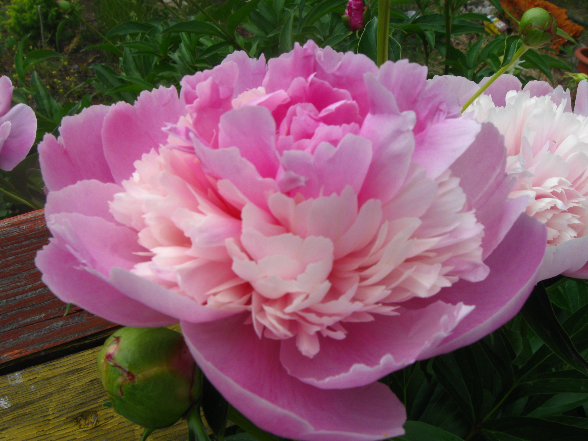 Пион травянистый розовый Эмилья де Боттон