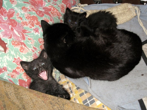 Какие котята рождаются у черной кошки. Котята черные с мамой. Черный котенок родился. Новорожденный черный котенок. Черная кошка мама с котенком.
