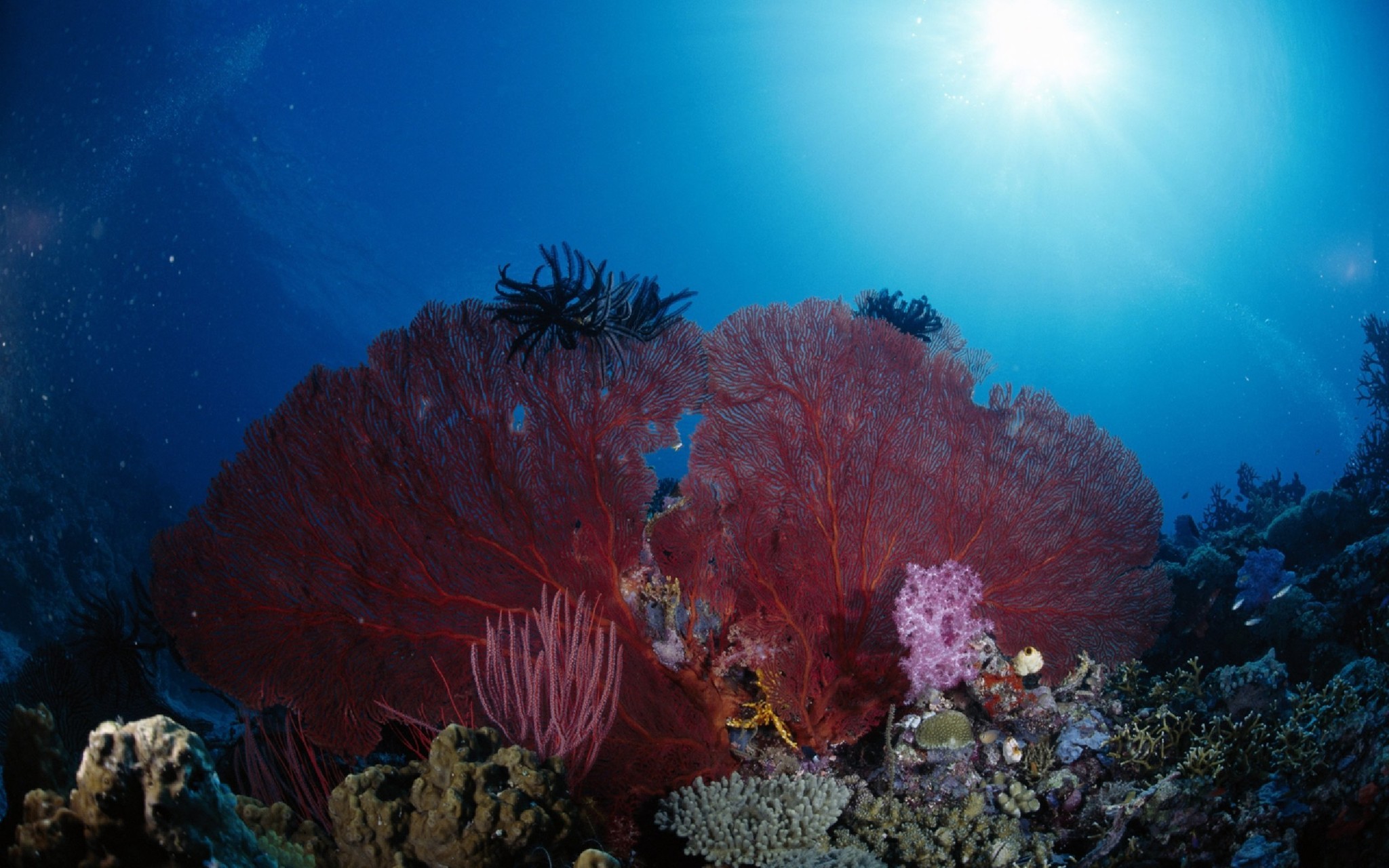 Пластинчатый Огненный коралл красное море
