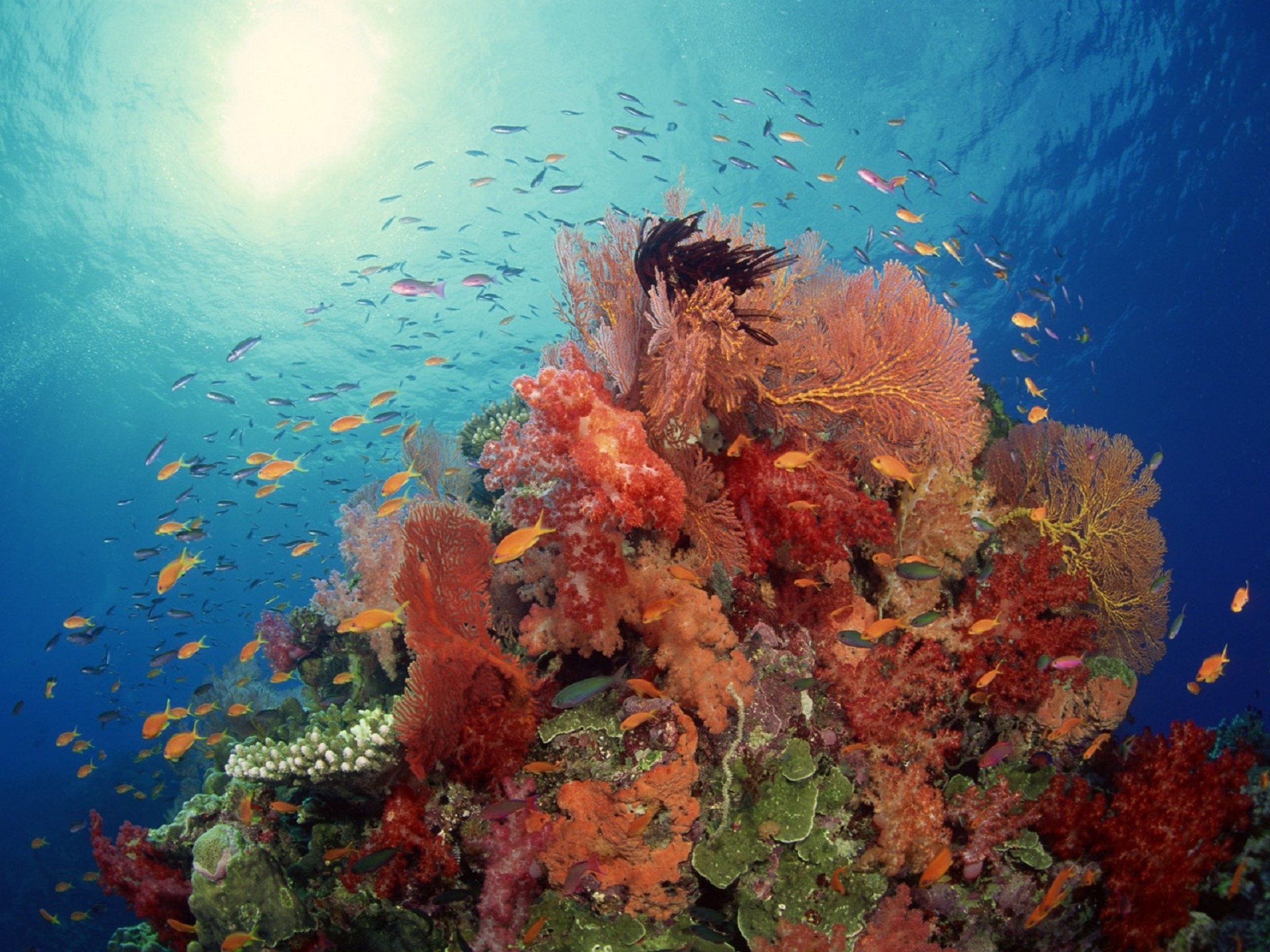 Коралловый риф Пемба